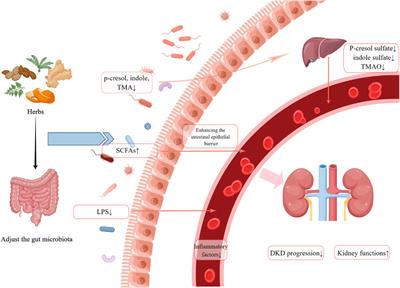 The modulation of gut microbiota by herbal medicine to alleviate diabetic kidney disease – A review